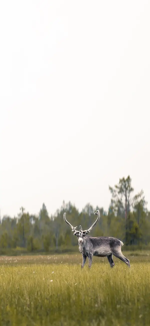 Photo by 壁纸迷