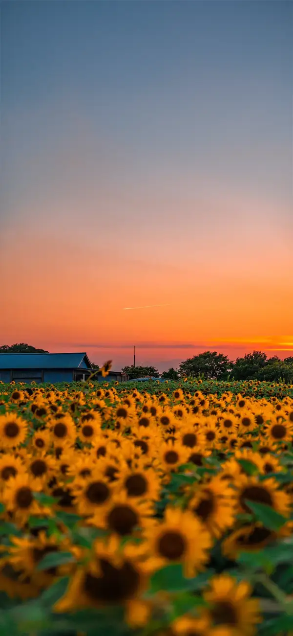 Photo by 壁纸迷