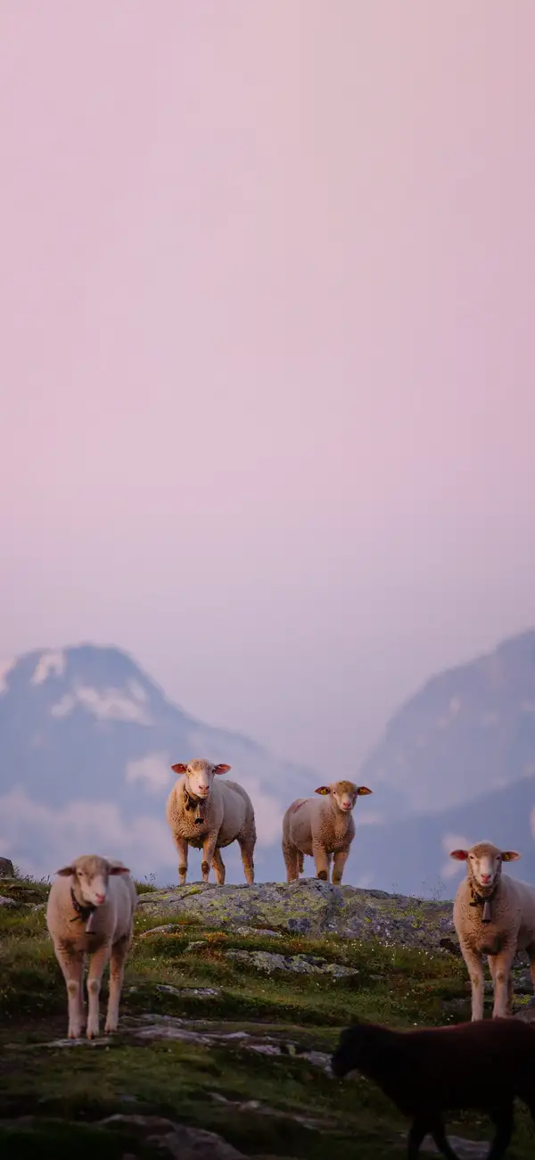 Photo by 壁纸迷